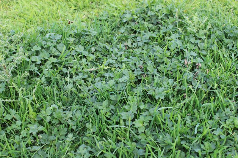 Tackle buttercups in grass before they flower - FarmingUK News