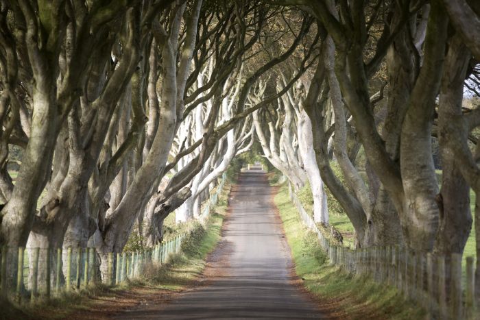 Dark Hedges by Edward Parker