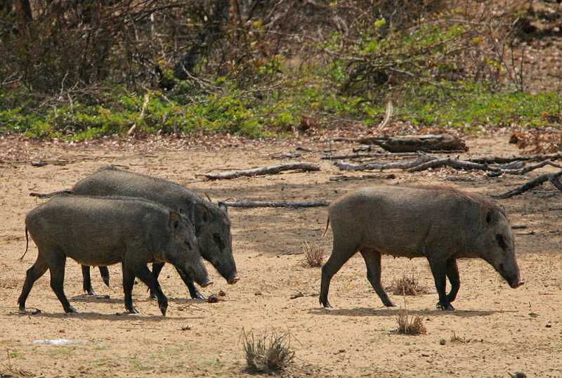 Earlier this year, there were calls for a cull of wild boars in the UK following the death of a motorist whose car struck one of the animals on the M4 in Wiltshire