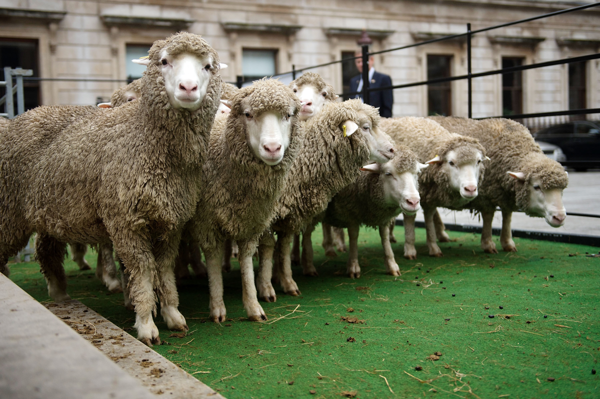 The Campaign for Wool will mark its sixth successful year with its ...