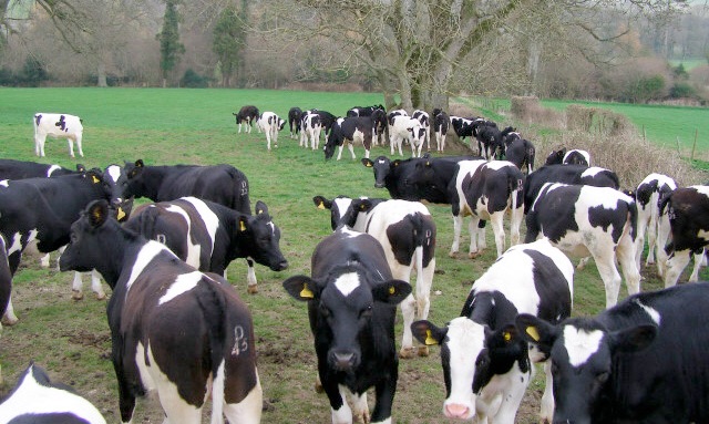 "We also urge government throughout the UK to do what it can to encourage the procurement of British dairy products by public bodies and organisations"