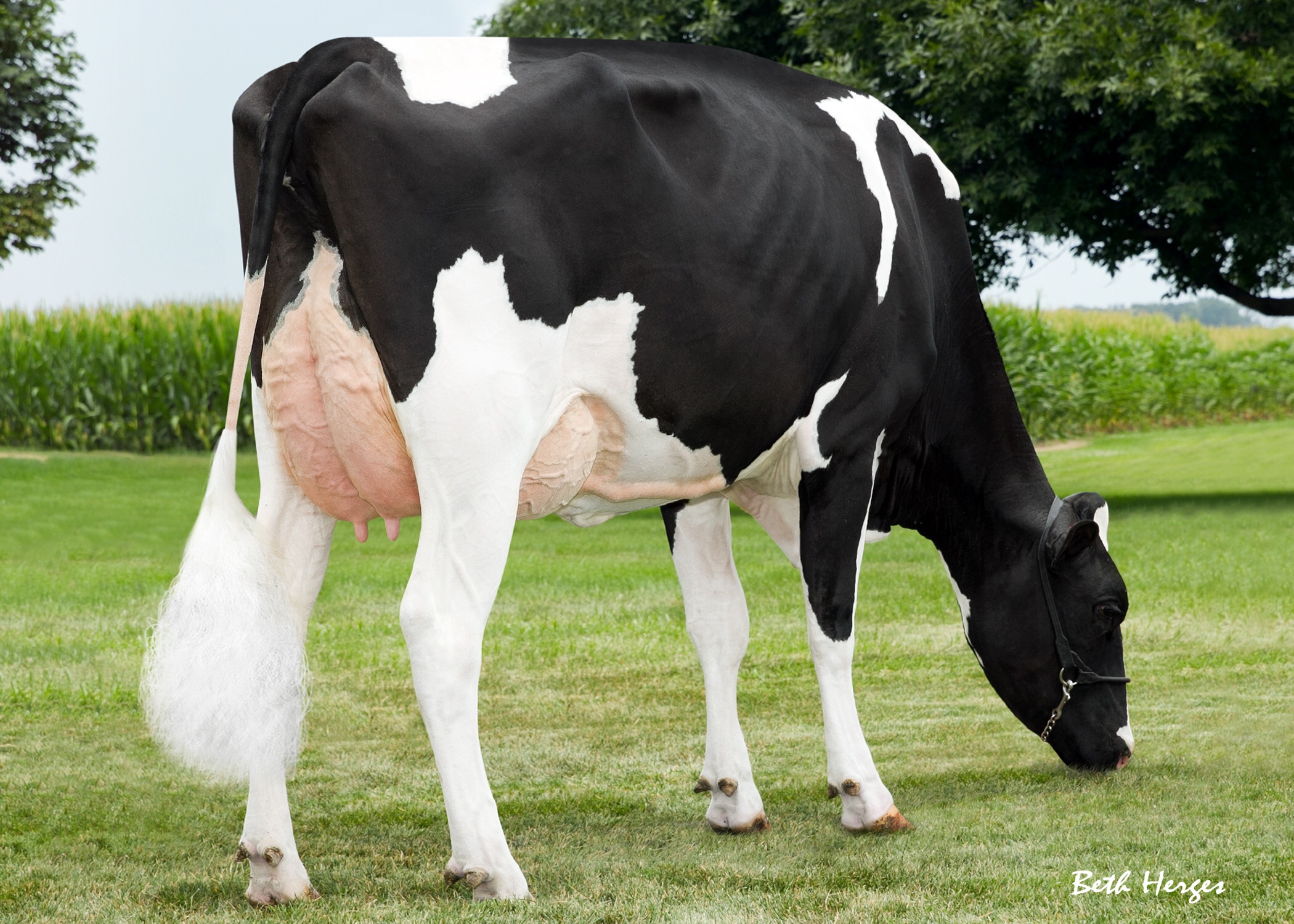 According to Sterling Sires general manager Simon Gee, the bull is suitable for farmers looking to maintain milk and improve dairy strength