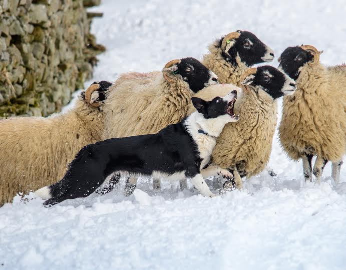 “It included all the elements of hill farming – dog, black-face sheep, dry stone walls and snow – to make it worthy of first place"