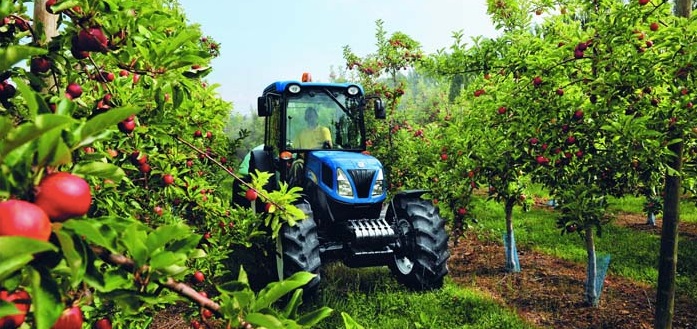 UK cider represents 48% of the global market, with 18,000 acres of orchard across Britain (the equivalent of 30,000 football pitches full of cider apples)