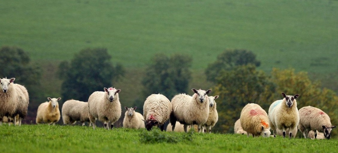 Extremely challenging time for the Welsh agricultural industry, with lamb producers and dairy farmers in particular facing severe price pressures