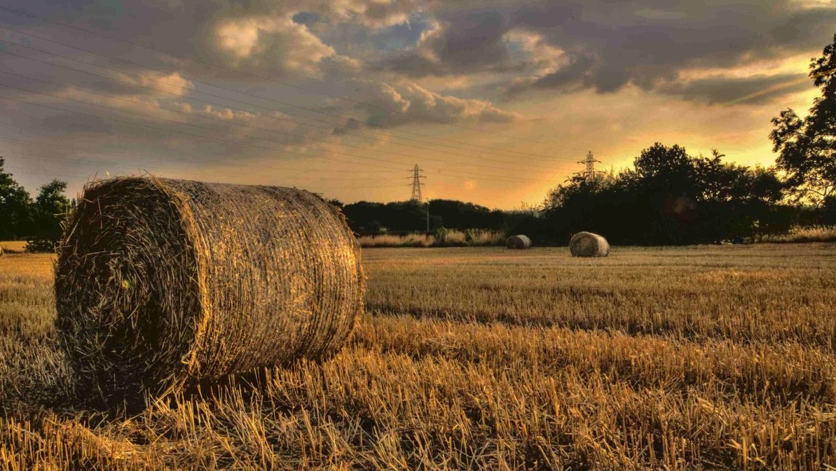 The research found that 37% of farmers said they would not want to farm anywhere else other than in the UK. New Zealand was the most popular alternative