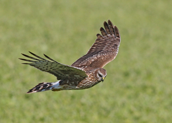 The plans include working with landowners to reintroduce hen harriers to suitable areas in the South of England