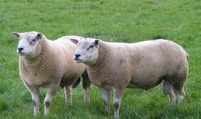 Top quality rams needed for new 'RamCompare' project - Farming UK News