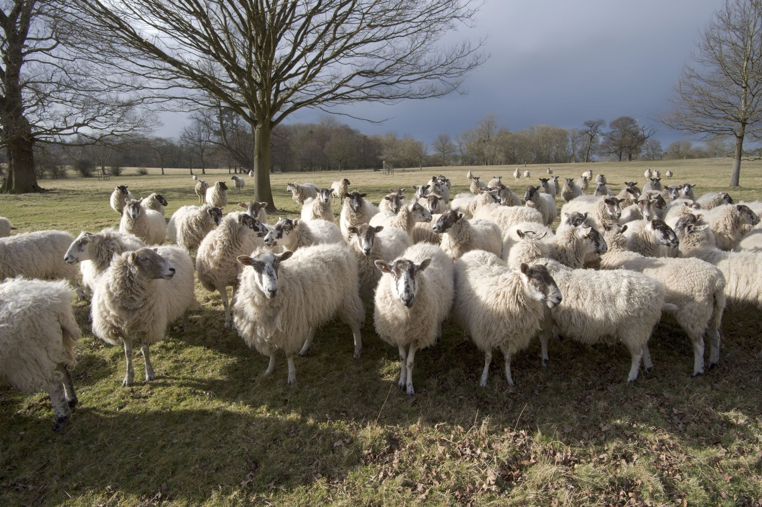 NSA has called for Defra to carry out a ‘dummy run’, to interrogate the ARAMS systems and relate movements back to the farm