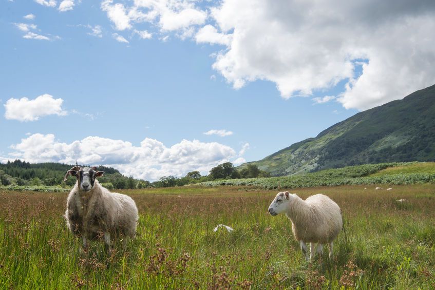 Scottish agriculture's ontribution to Scottish economy fell from £837m in 2013 to £777m in 2014