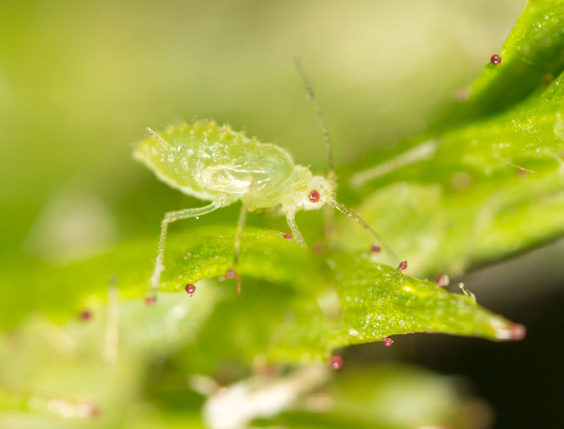 Aphid flights are forecast to arrive two to three weeks earlier than average