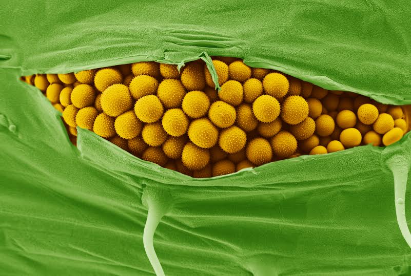 Yellow Rust spores bursting out of a wheat leaf