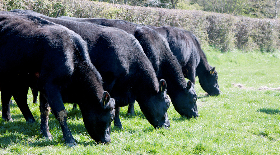 Challenging environment: Drop in sessions planned for beef farmers ...