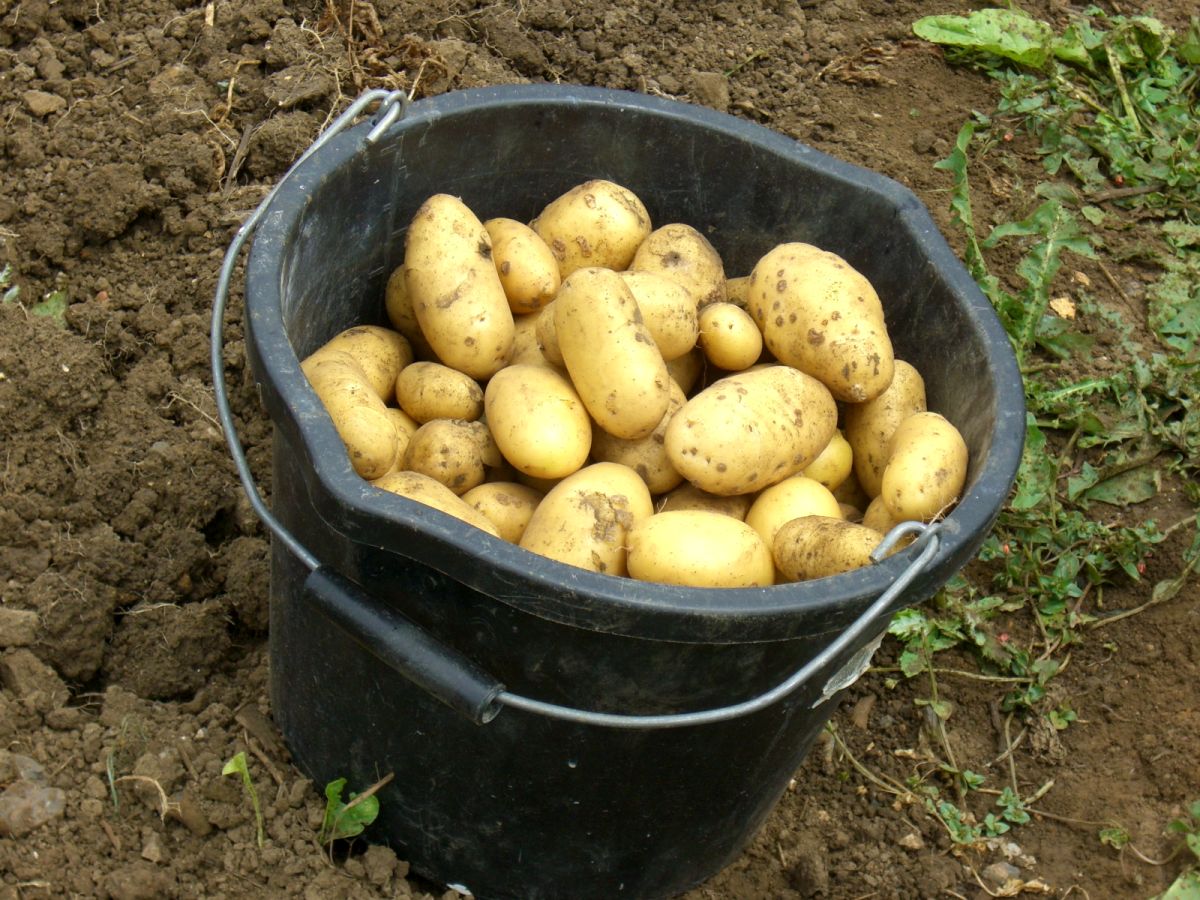 New technique accelerates isolation of late blight resistance genes from a wild potato relative