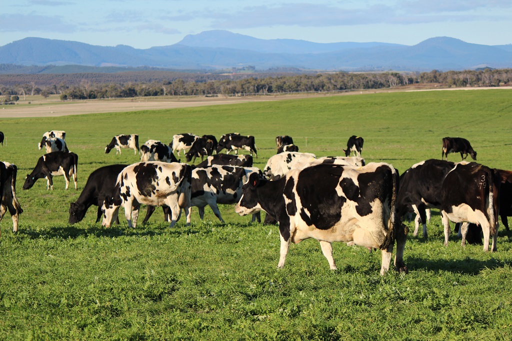 Australian dairy is a $13 billion farm, manufacturing and export industry