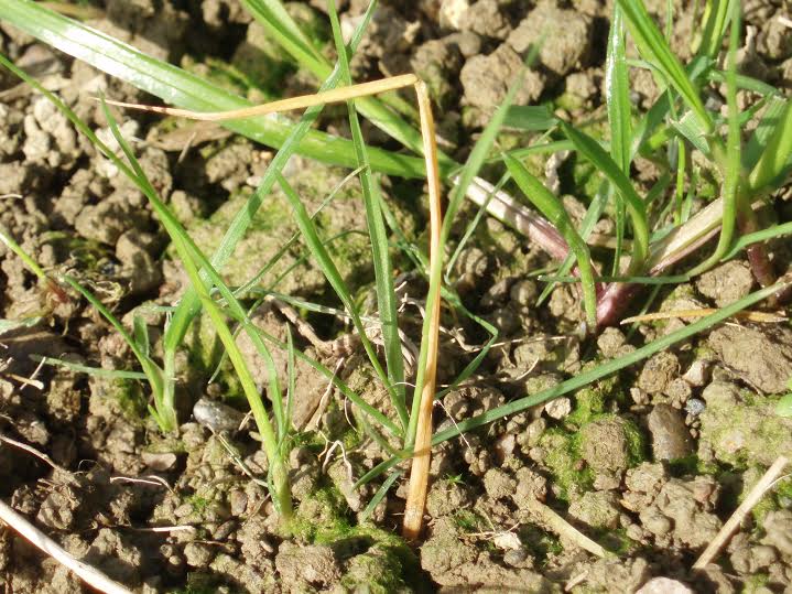 Close up frit fly damage (Photo credit: Dow AgroSciences)