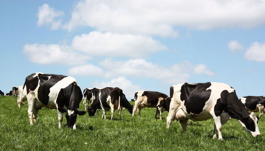 What Is The Average Dairy Herd Size