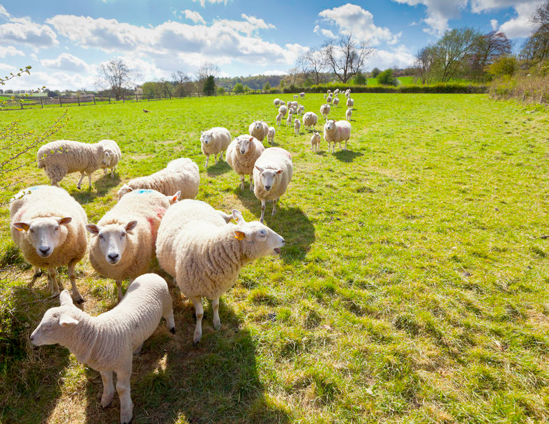 Half of UK farms are no longer making a living from farming alone