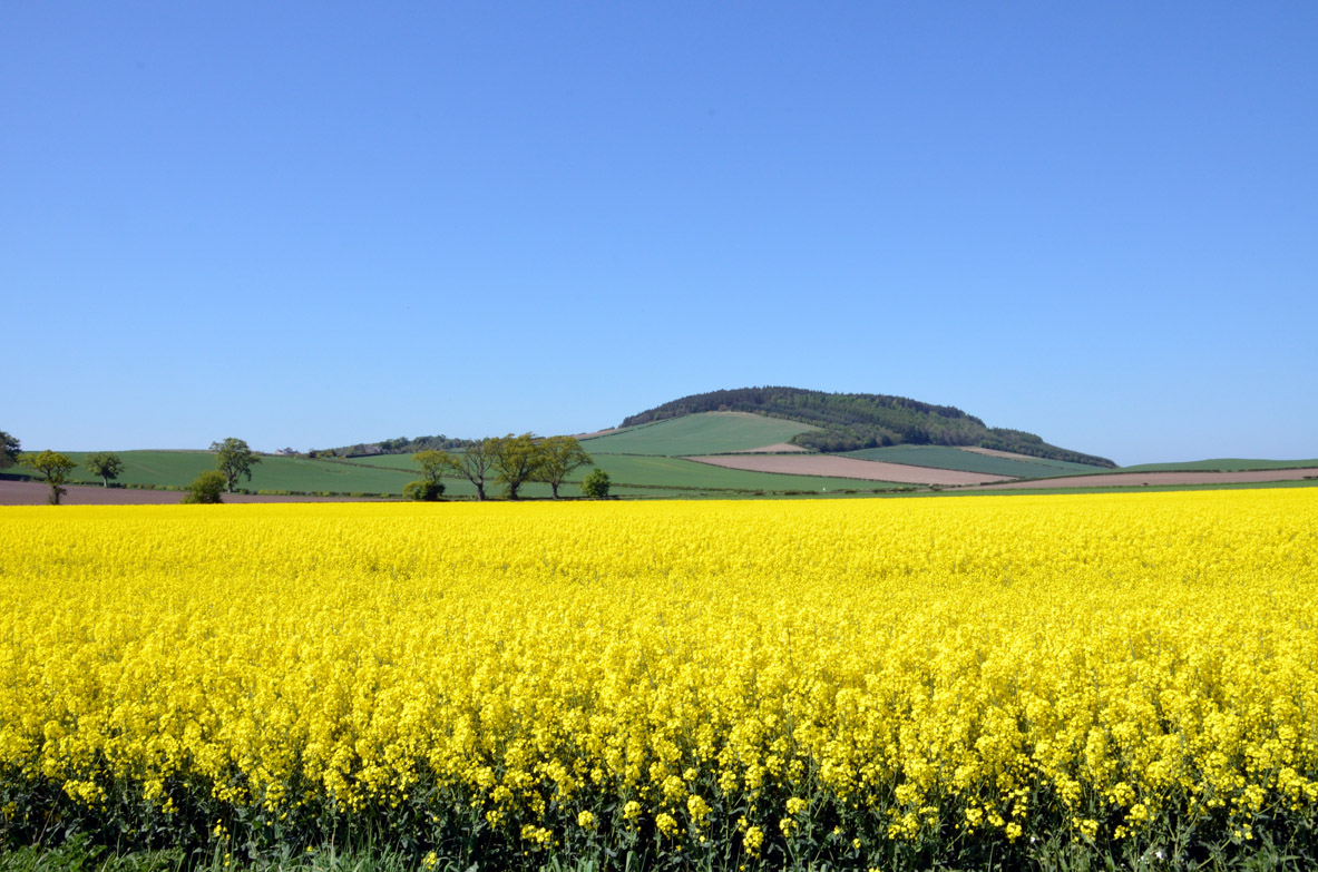 First three winter oilseed rape harvest results show yields down