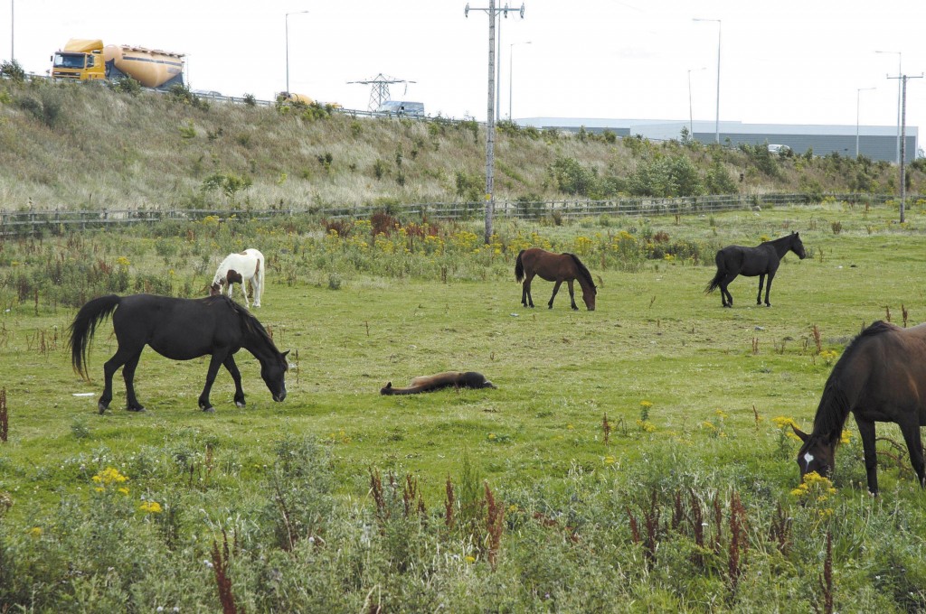 The Control of Horses Act allows local authorities & landowners to act quickly when horses are fly-grazed on their land (placed without permission)