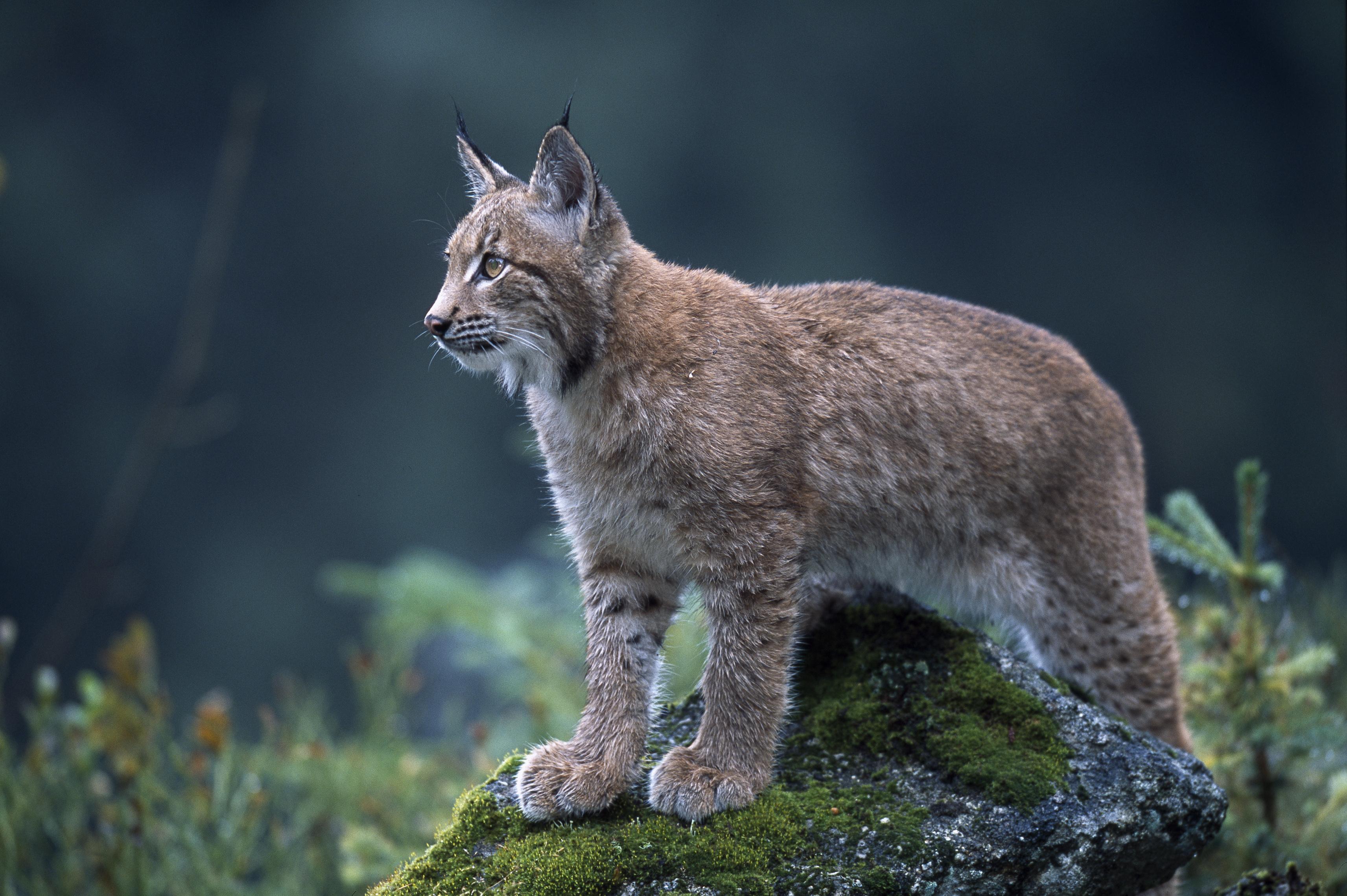 Lynx UK Trust revealed the Kielder forest and the Scottish Borders as its preferred area for a trial reintroduction of lynx