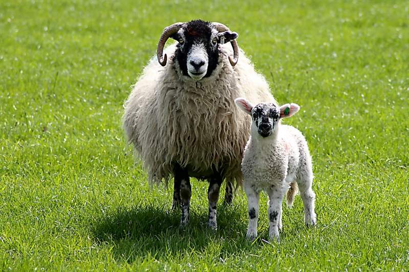 The group is looking to improve carcase traits of Swaledale sheep