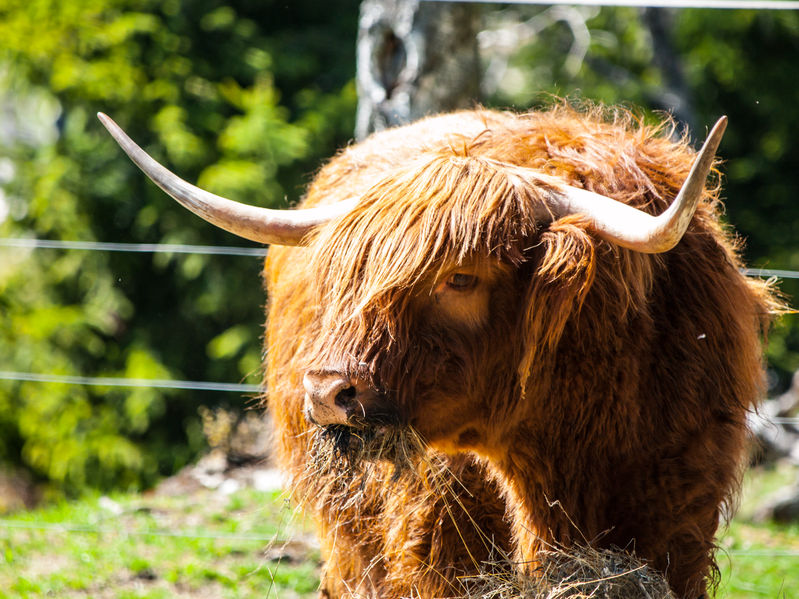 The agri-food sector is seen as the jewel in Scotland’s economic crown