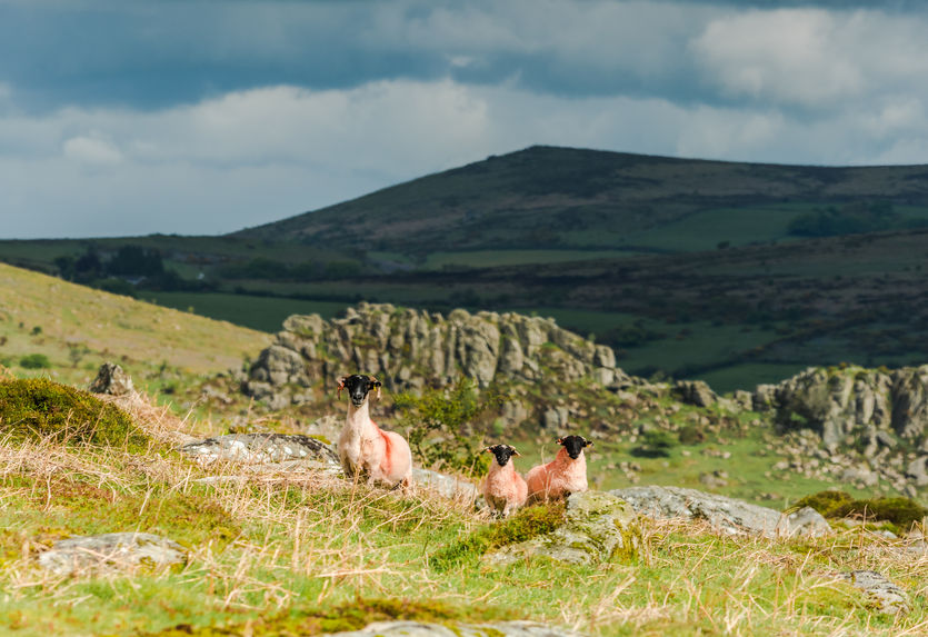 The importance of livestock farming in Scotland's upland areas has been highlighted