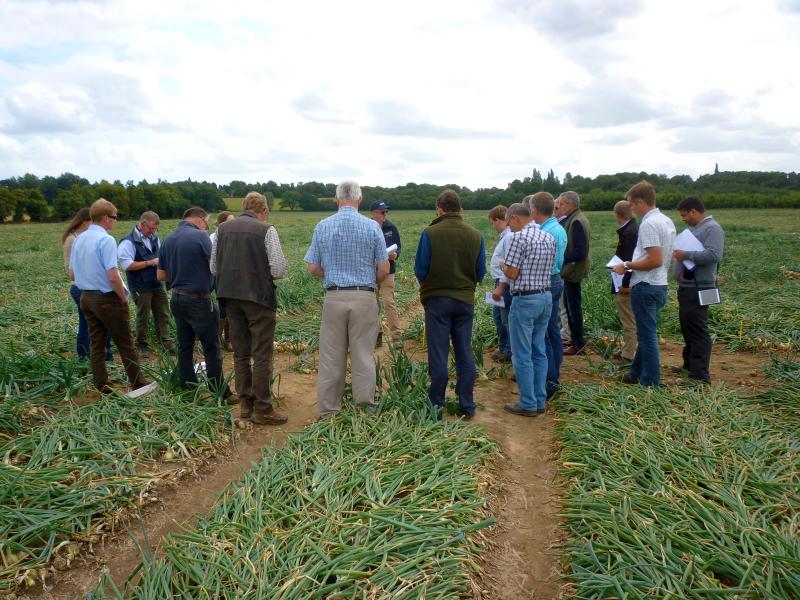 Onion growers evaluating varieties in the field