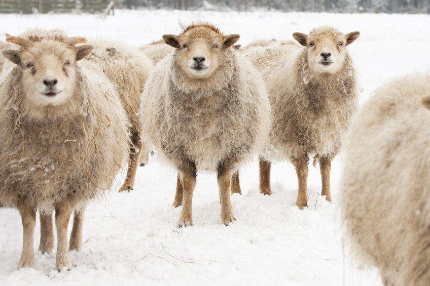 The amount of livestock killed this year due to the weather is said to be the 'worst in living memory'