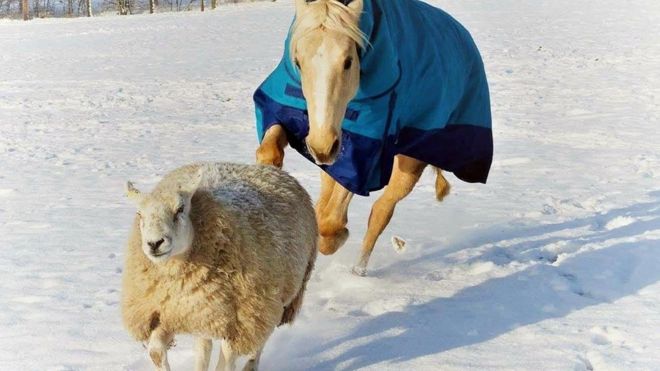 The sheep was 'executed' in a deliberate attack on the Rugeley farm (Photo: RSPCA)