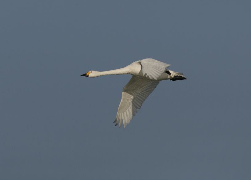 The WWT has ruled out modern farming practices as a reason for the decline in Bewick swans