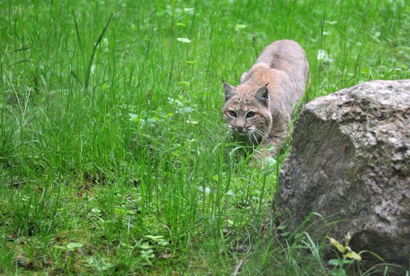 The community in Kielder and surrounding areas came together to form a "united group to refute" Lynx Trust UK's claim, according to the National Sheep Association