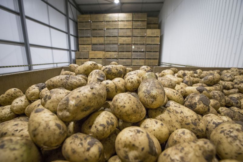 New estimates suggest a supply chain collaboration to protect potato stock levels