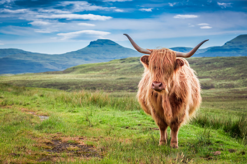 Brexit presents a 'unique chance' to revitalise how the Scottish farming industry supports land management