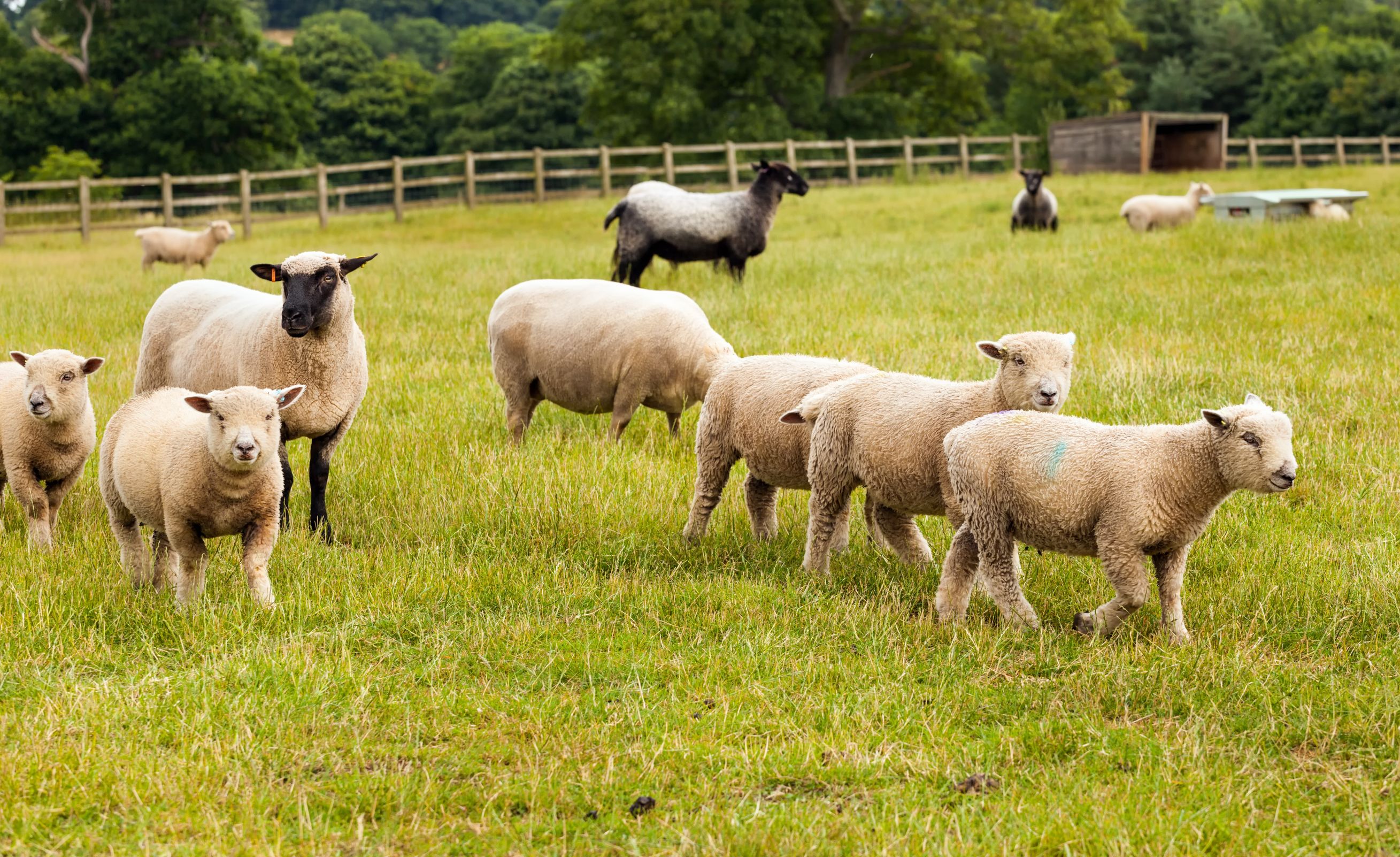 Farmers taking part in the project will be using the latest technology, including DNA parentage, to monitor and record genetic data