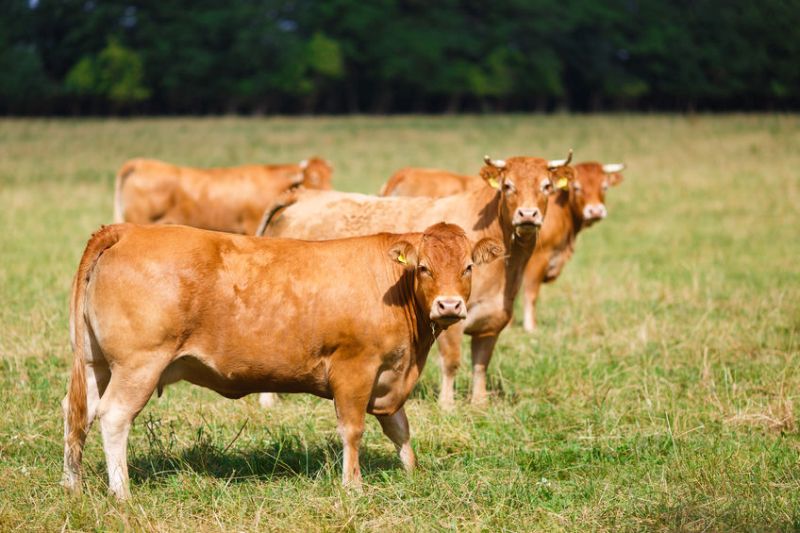 The work is a significant development for Limousin EBVs in the UK, boosting their accuracy and robustness to new levels