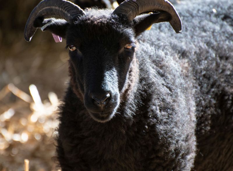 Native sheep are a vital part of the island's economy