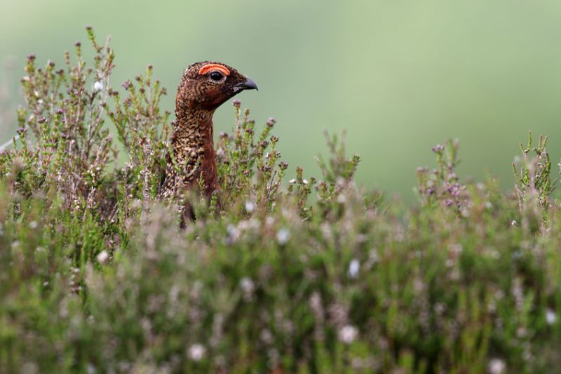 The British Game Alliance has secured a trade agreement for 250,000 game birds in Hong Kong and Macau