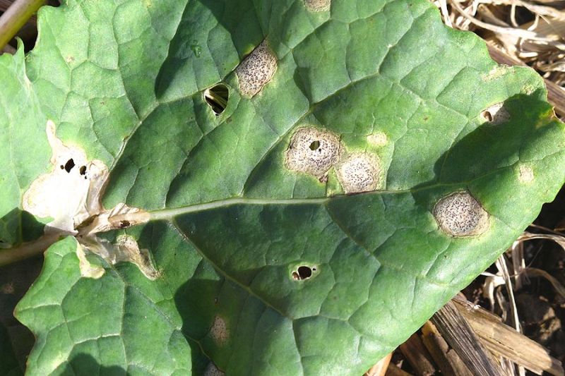 Phoma leaf spot/stem canker is one of the most important diseases of oilseed rape