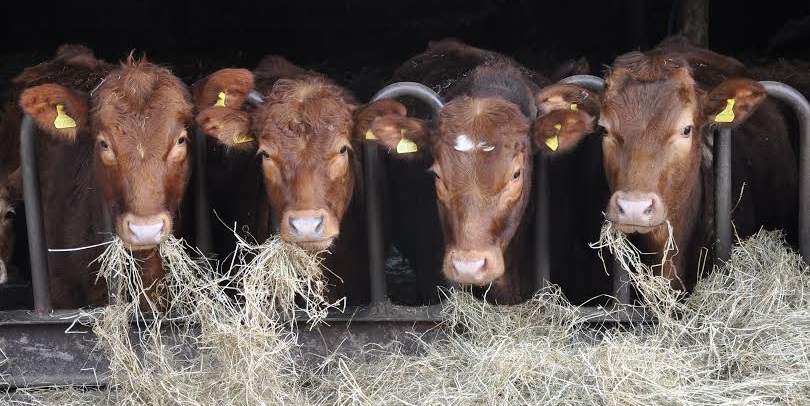 Farmers who have tested cattle and discovered one or more BVD positive animals have been urged to remove them as soon as possible