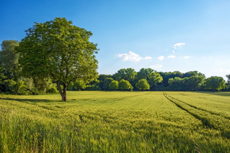 National Trust to plant 20 million trees over ten years - FarmingUK News