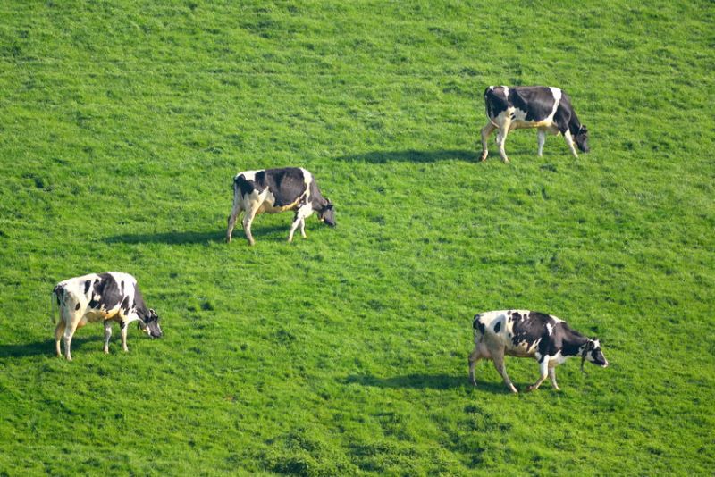 The survival of Welsh dairy farms hit by the coronavirus crisis depends on 'urgent interventions' from government, NFU Cymru has said