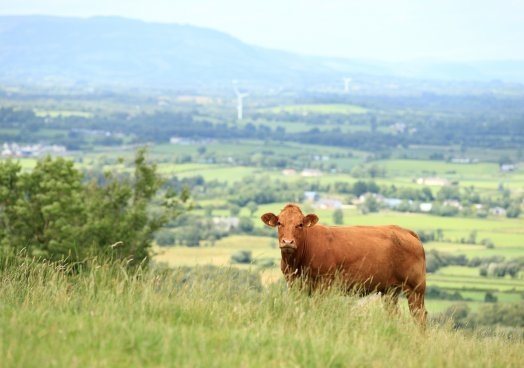 Campaigners say they would like to see the government introduce mandatory regulations on beef, dairy and chicken products