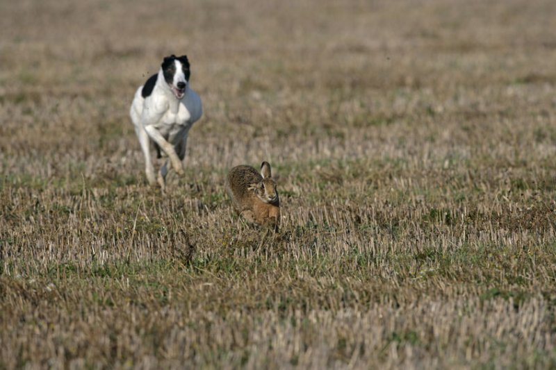 Hare coursing continues to be an issue of concern for rural communities across the UK