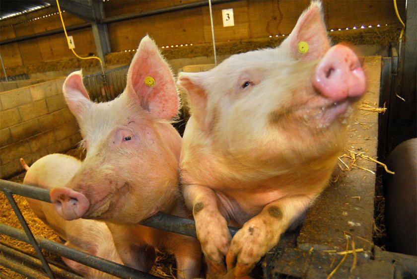 Studies of infection in pigs showed the value of breeding for disease resilience