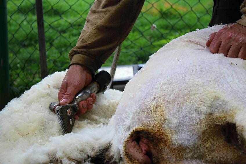 British Wool has unveiled a major restructuring programme as the pandemic continues into 2021