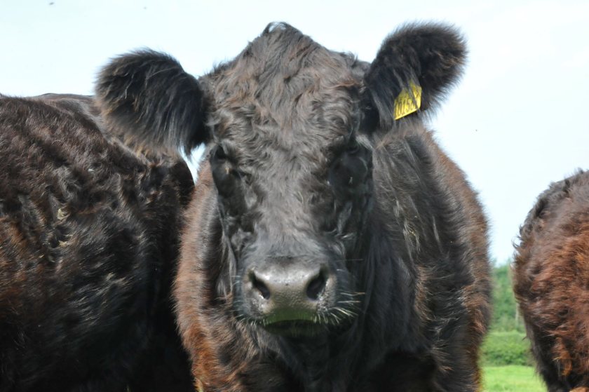 Farmer Stuart Raw has increased his Dexter herd from just eight in 2018 to now more than 150 