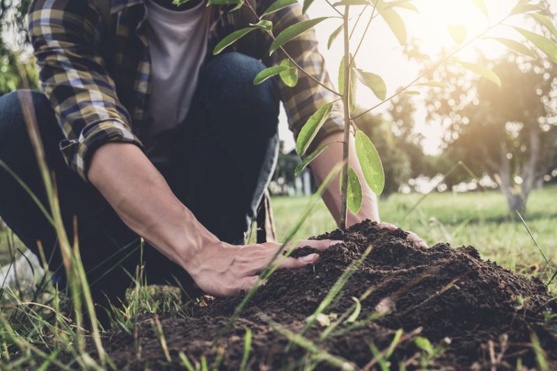 New Tree Planting Grant Scheme Open For Applications FarmingUK News