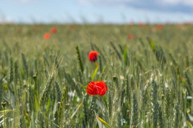 The Sustainable Farming Incentive is one of the first post-Brexit farming schemes to be piloted